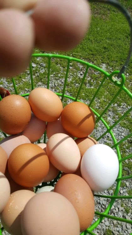 Free Range Chicken Eggs - Image 3