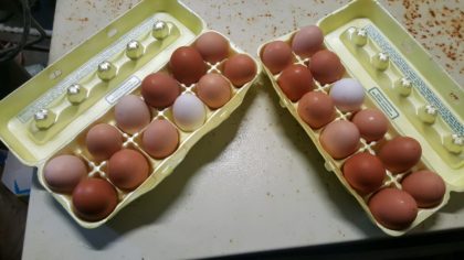 Free Range Chicken Eggs - Image 5