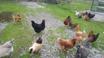 Free Range Chicken Eggs - Image 6